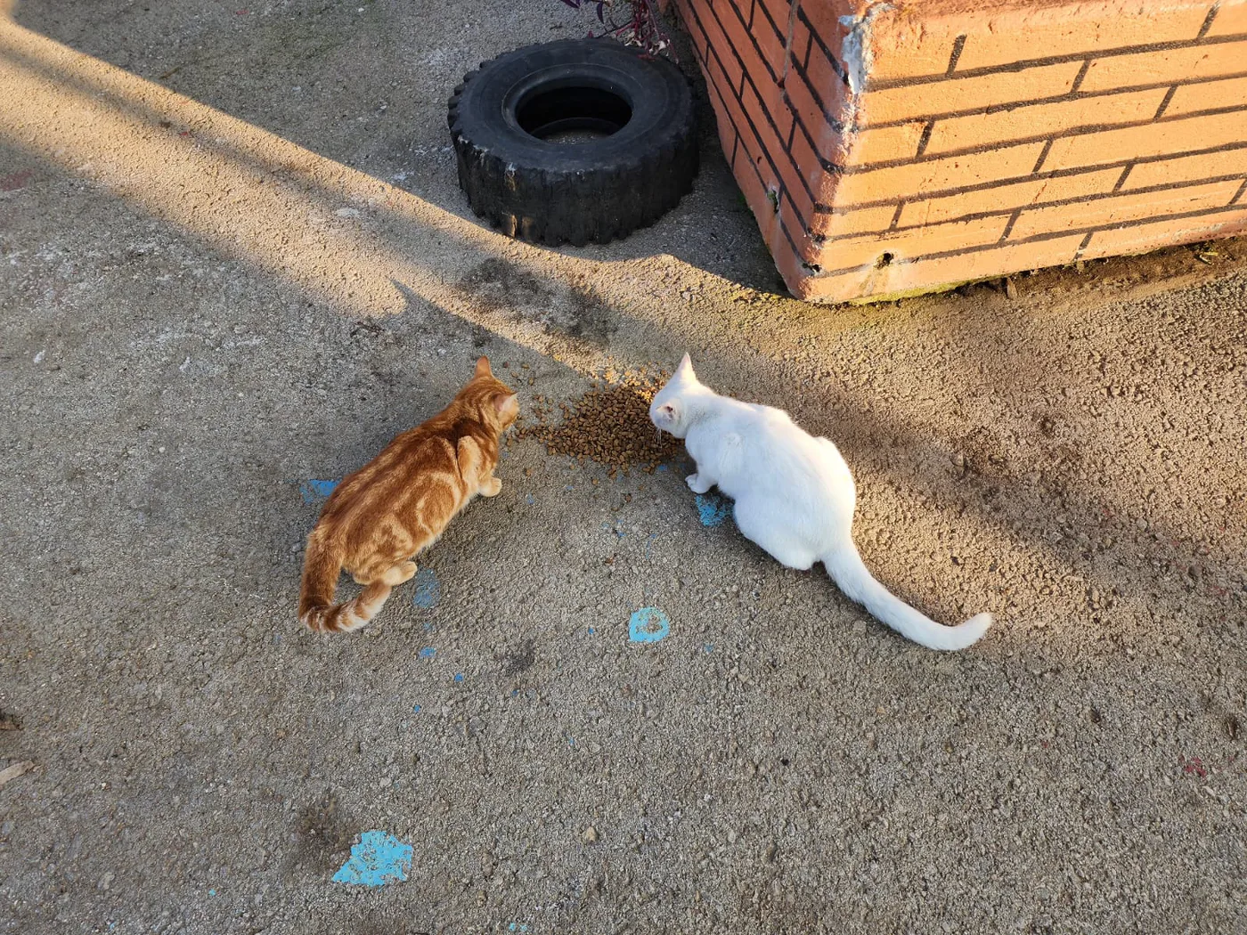 Donate USDC to animal rescue — field photo