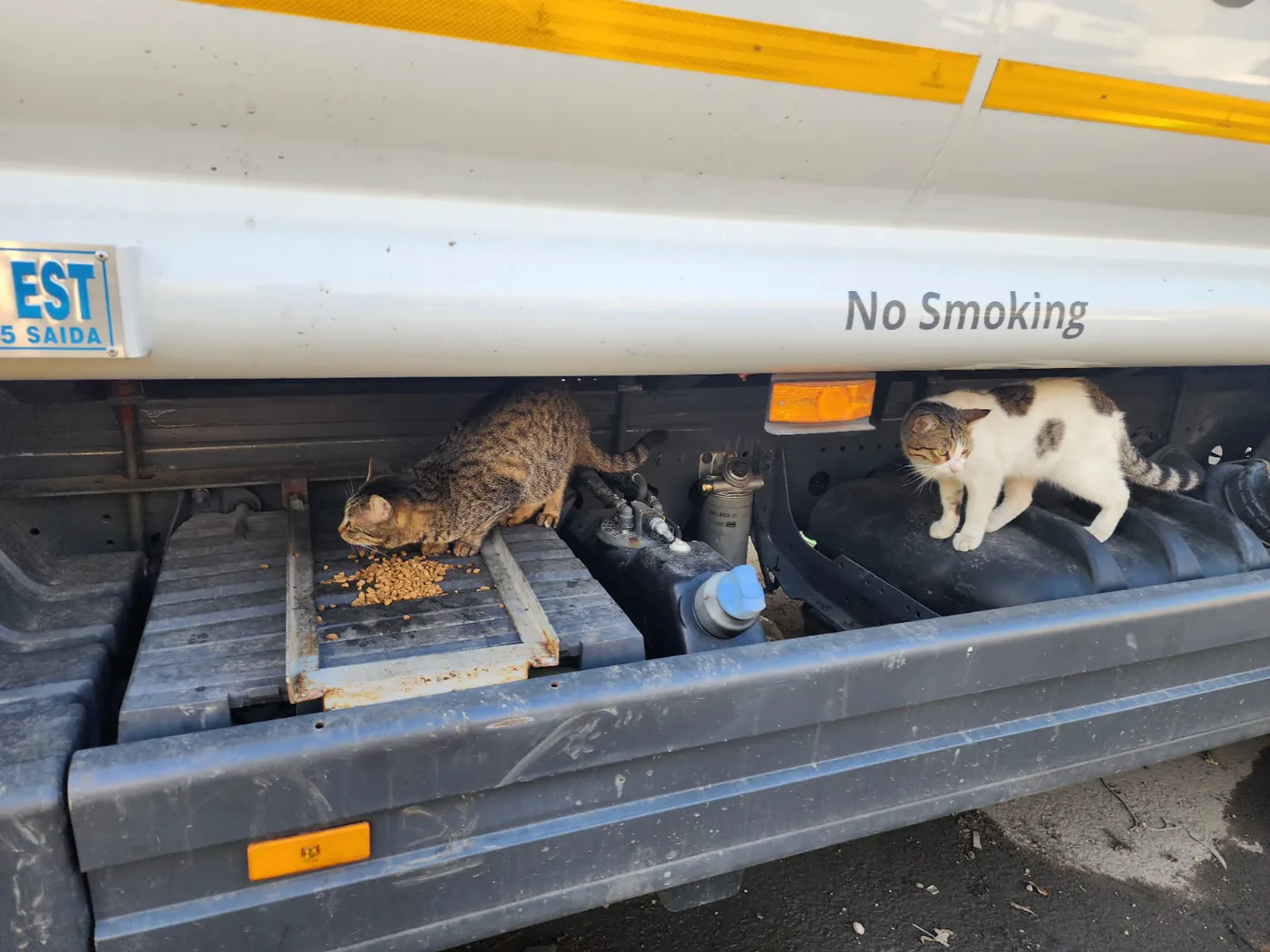Copy the TRX wallet to help stray cats with general