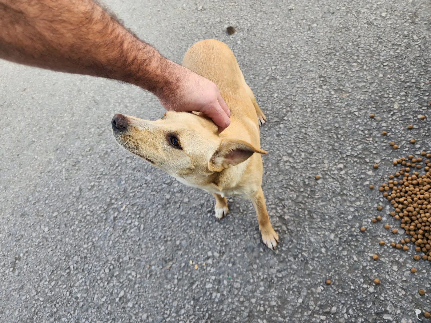 Copy the crypto wallet to help injured dogs with feeding