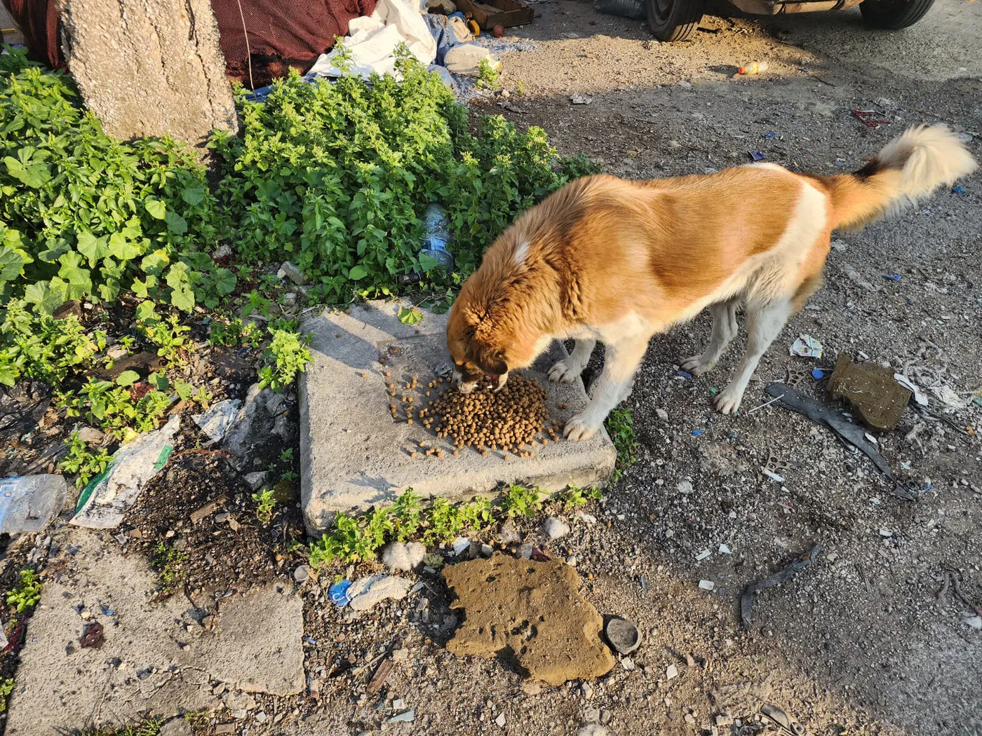 Donate Ethereum from your phone to pets feeding