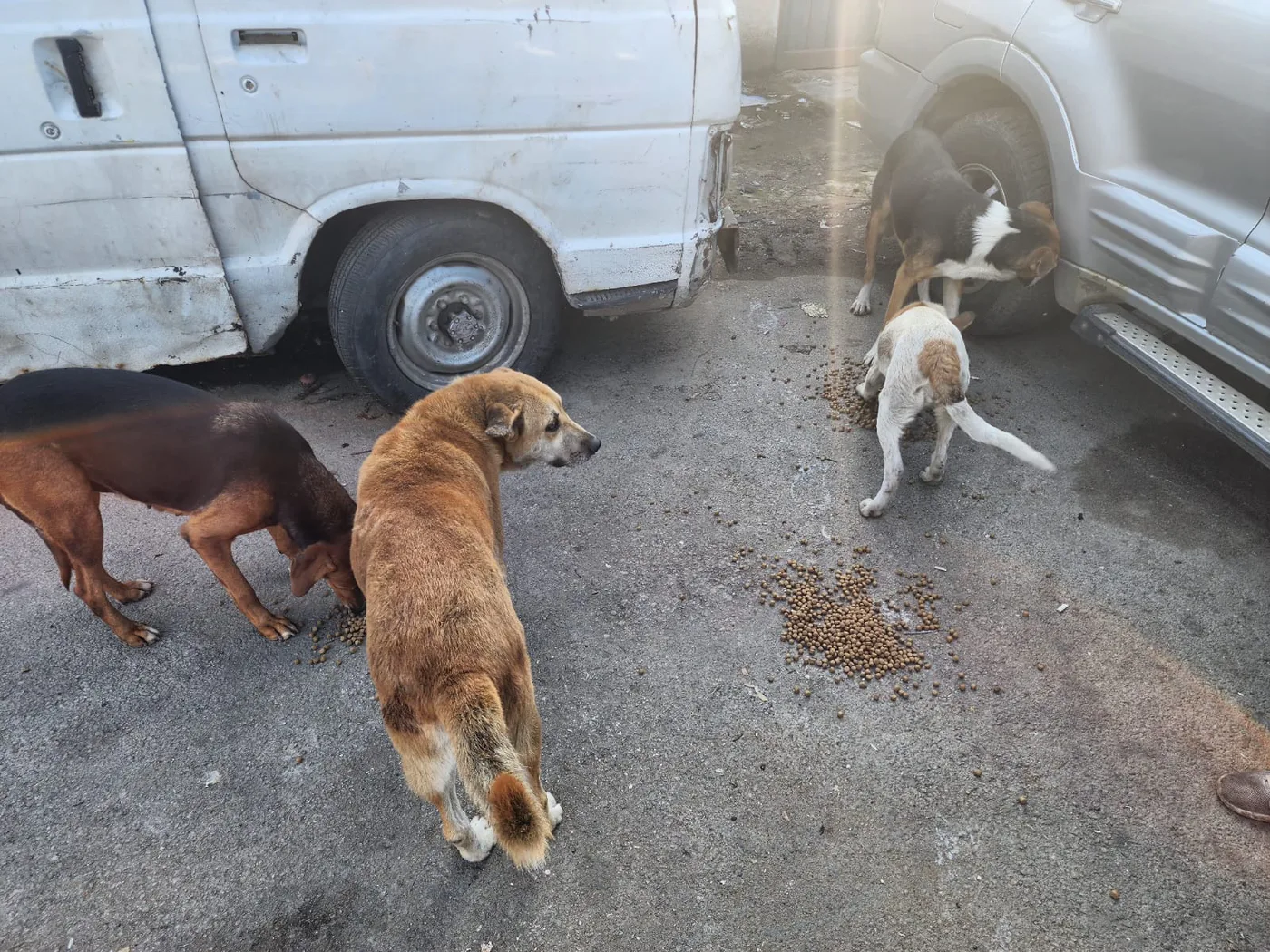 Copy the Bitcoin wallet to help injured dogs with feeding
