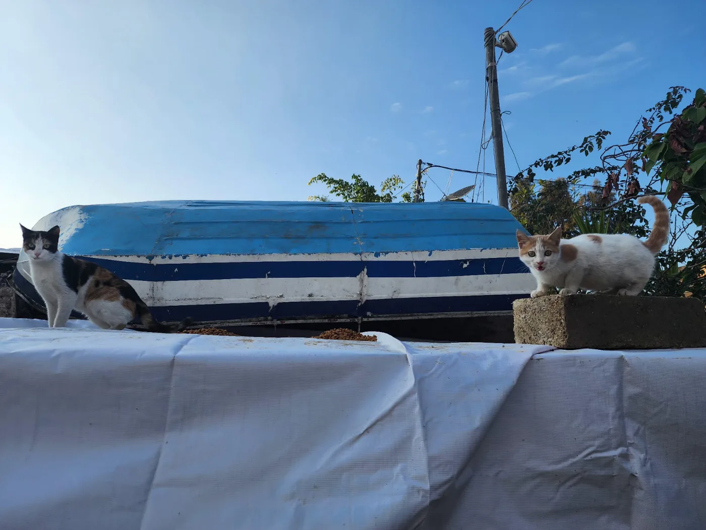 Aylık Ethereum donation for stray cats rescue