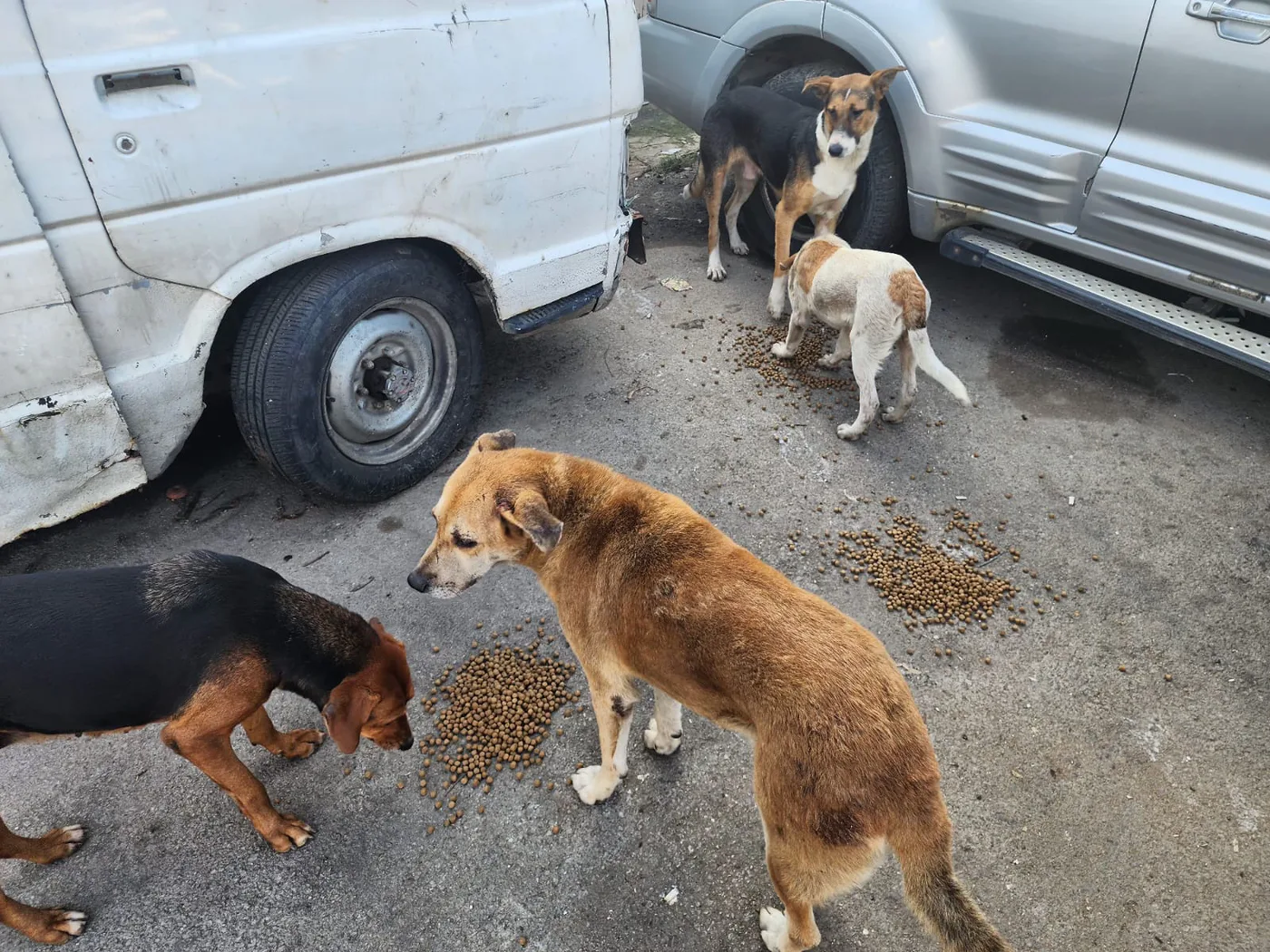 Stray cat or dog helped by donations