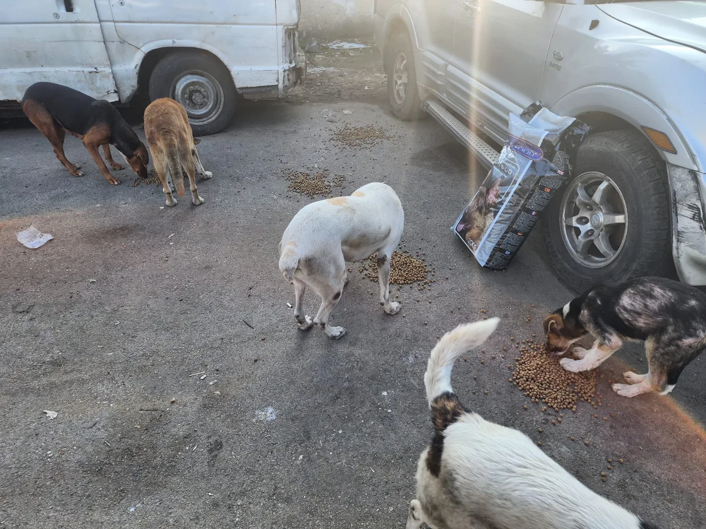 Donate to animal rescue with crypto — field photo