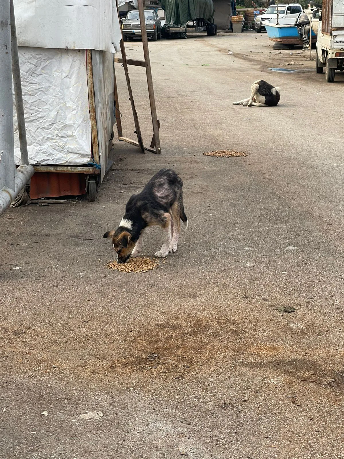 Scan a QR to donate crypto to injured dogs (spay-neuter)
