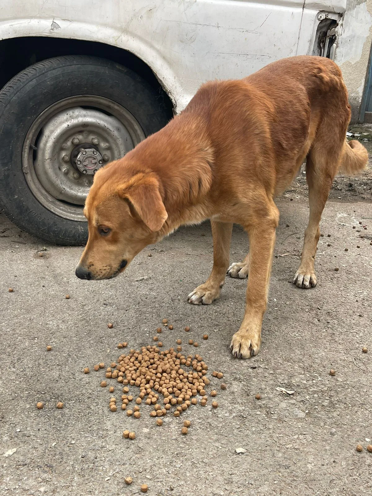 Donate TRX to stray dogs surgery from another country