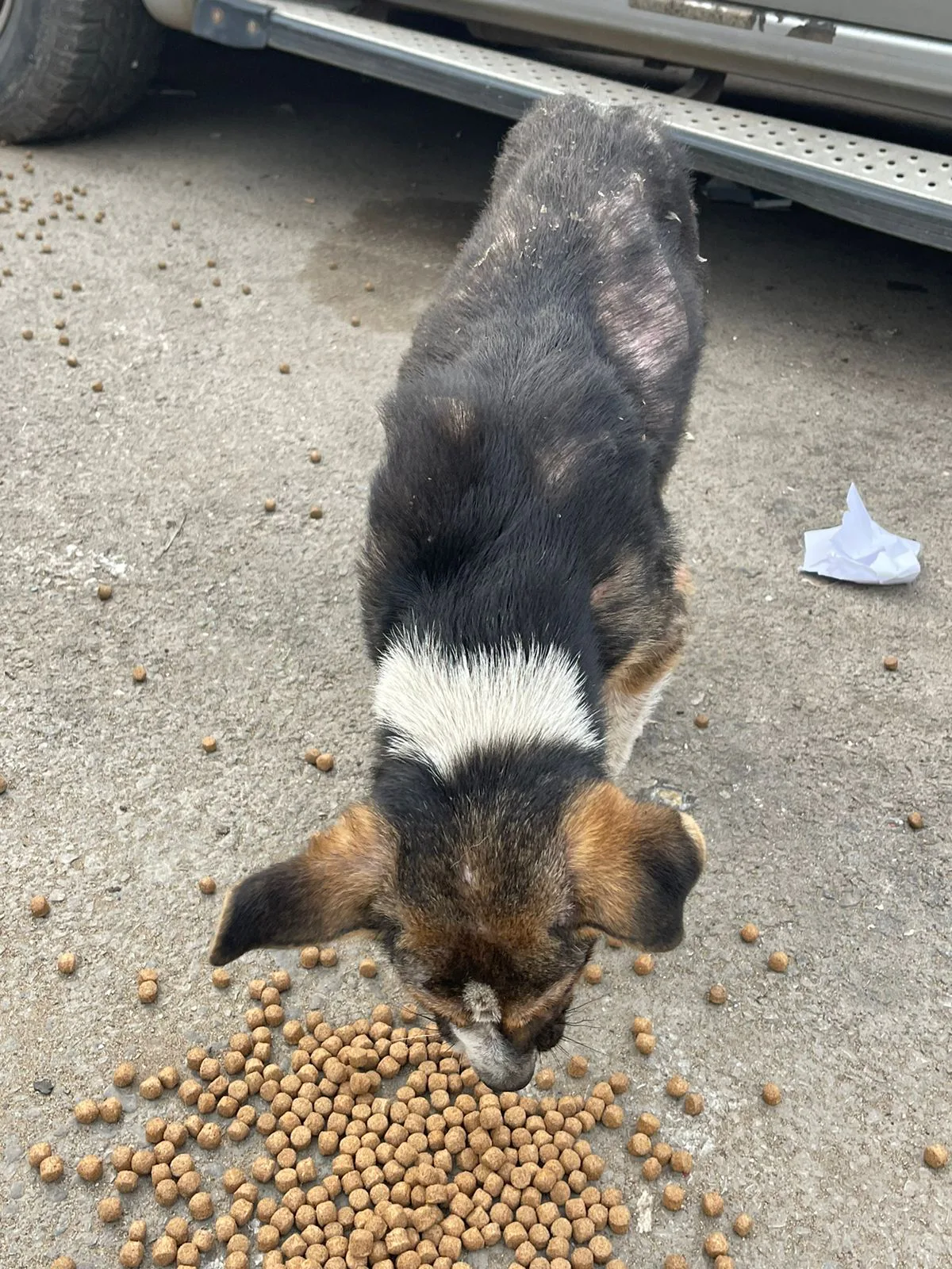 Donate USDT to stray dogs feeding from another country