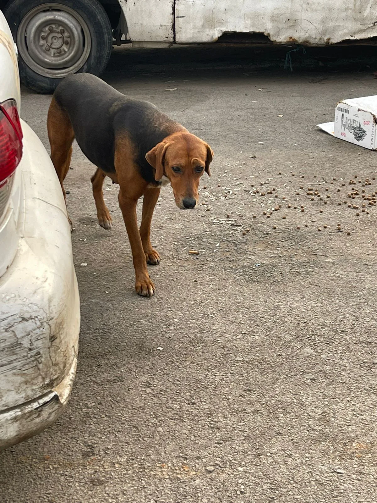 Copy the USDC wallet to help injured dogs with general