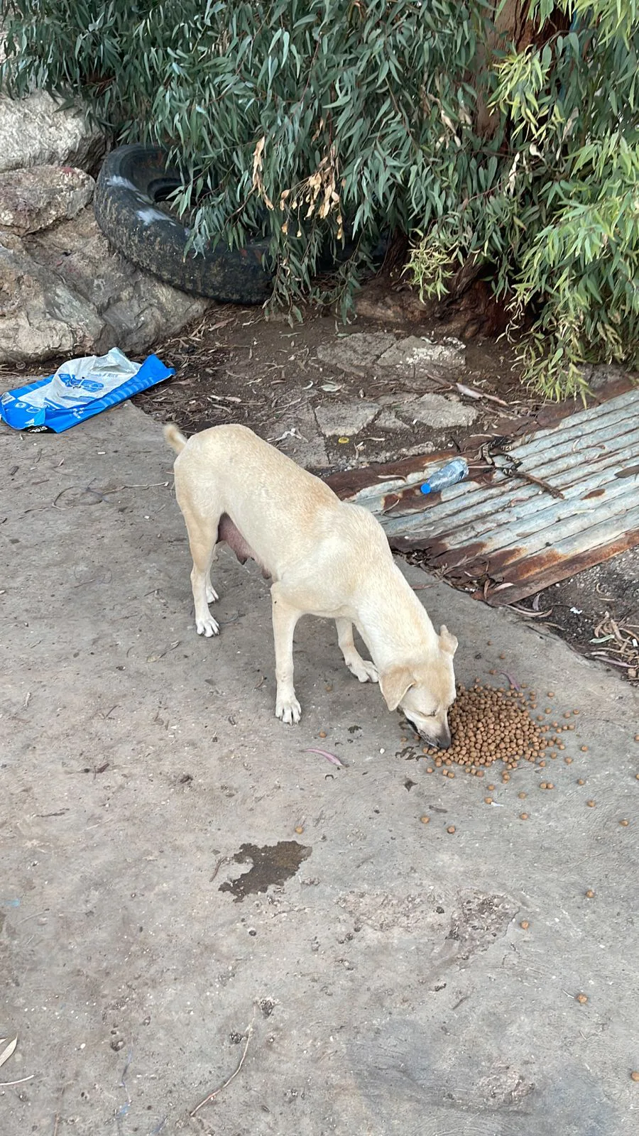 Donate USDC to stray dogs general from another country