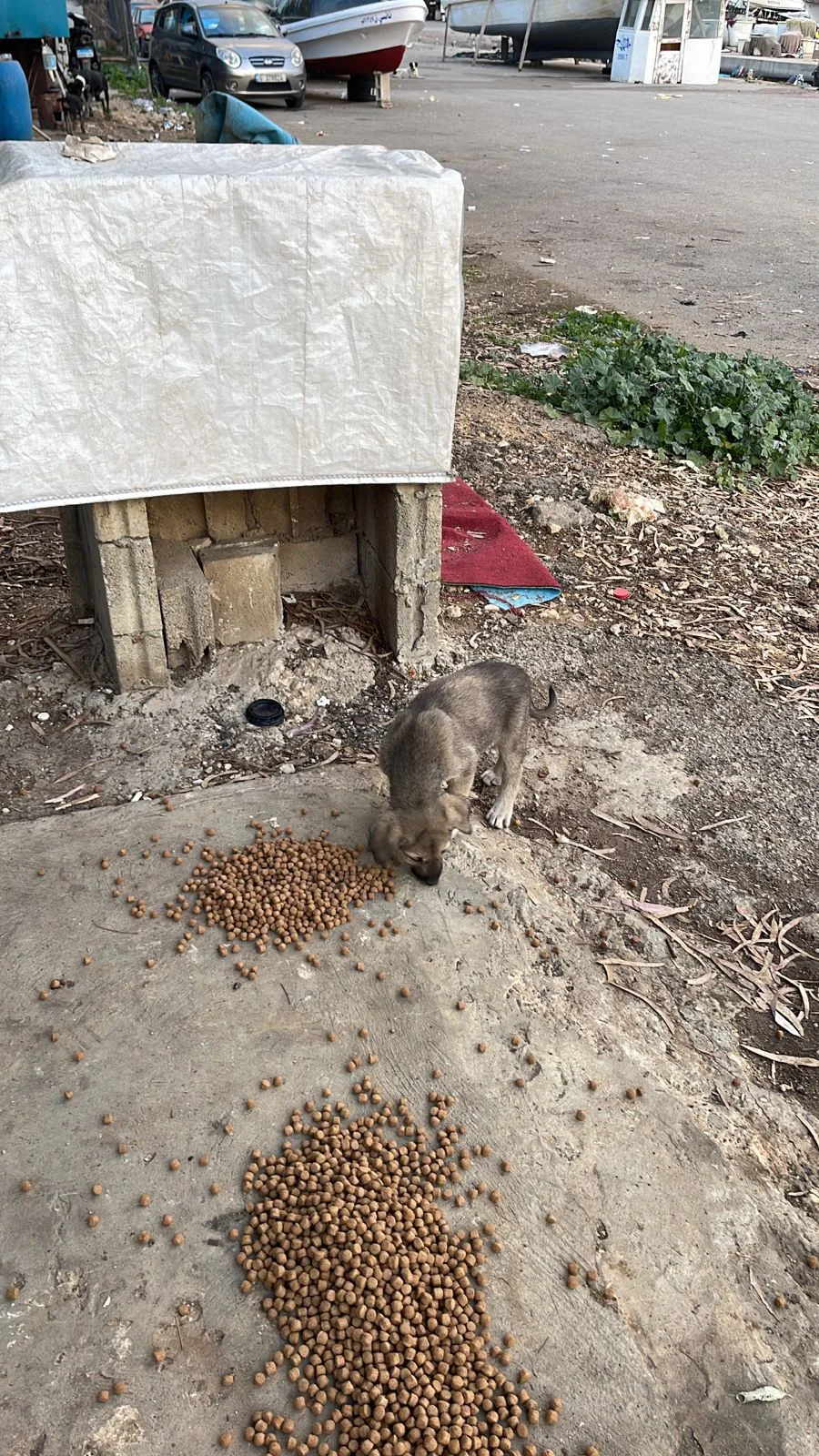Stray cat or dog helped by donations