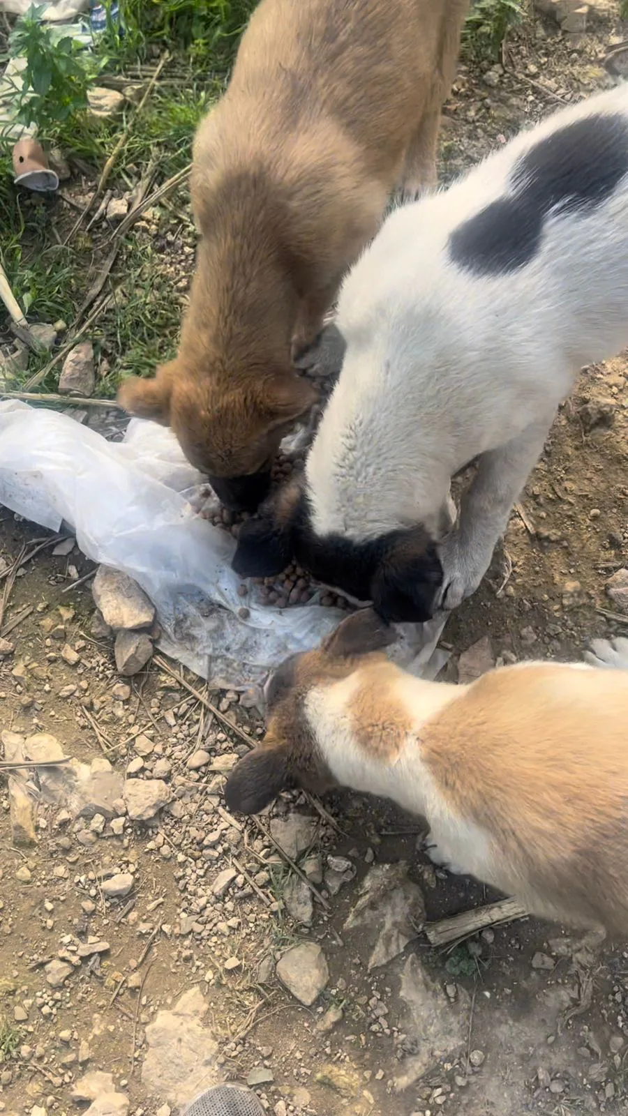 Donate to pets with crypto — field photo