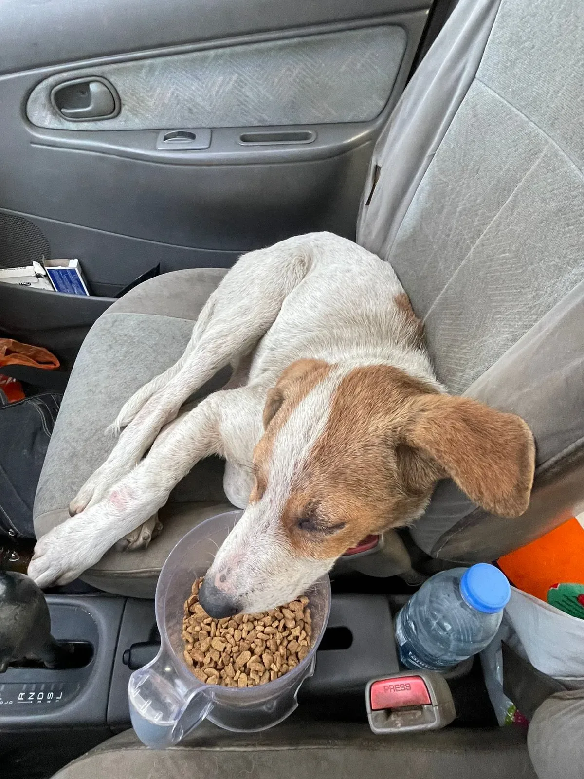 Copy the Bitcoin wallet to help puppies with general