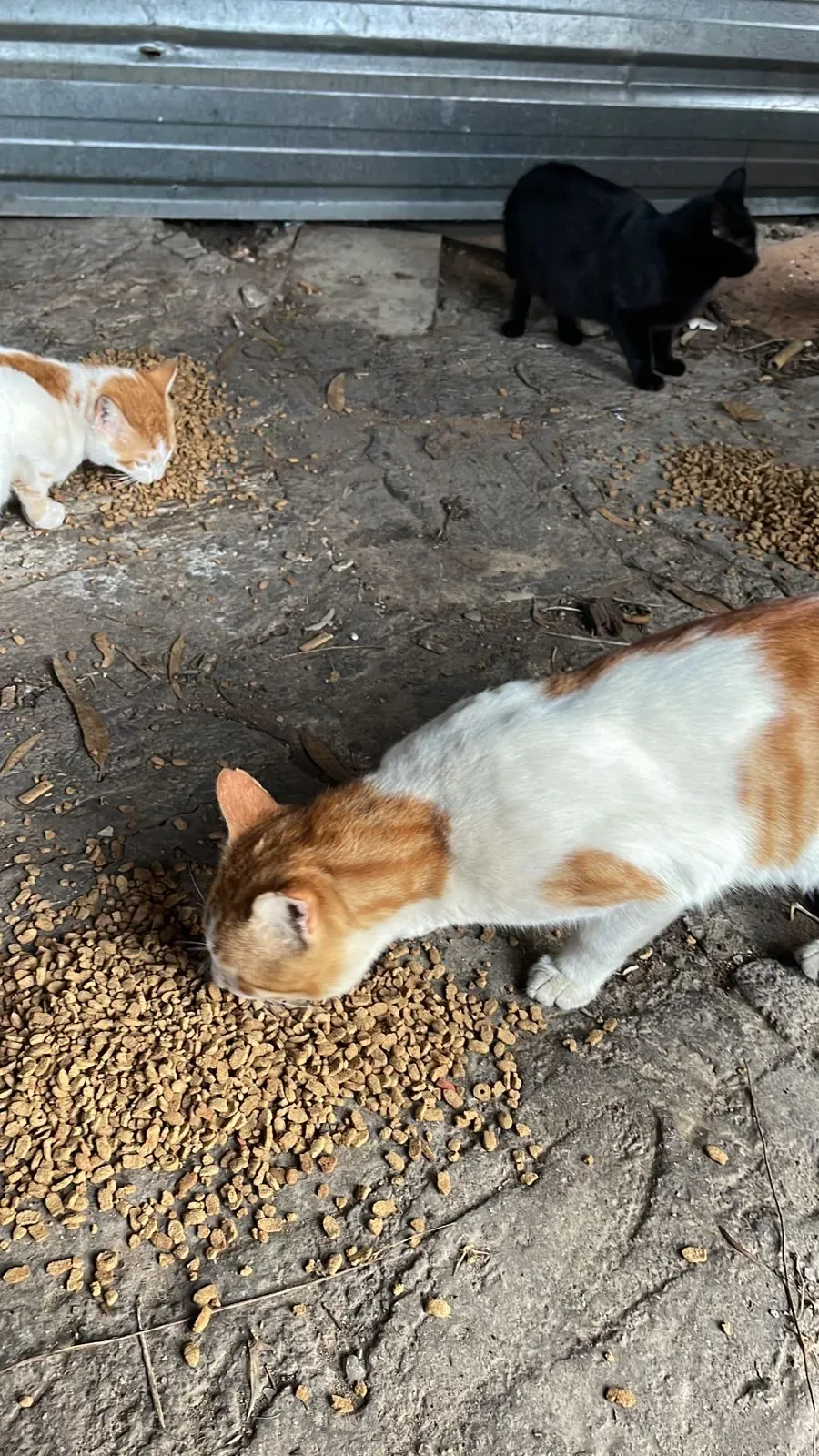 Stray cat or dog helped by donations