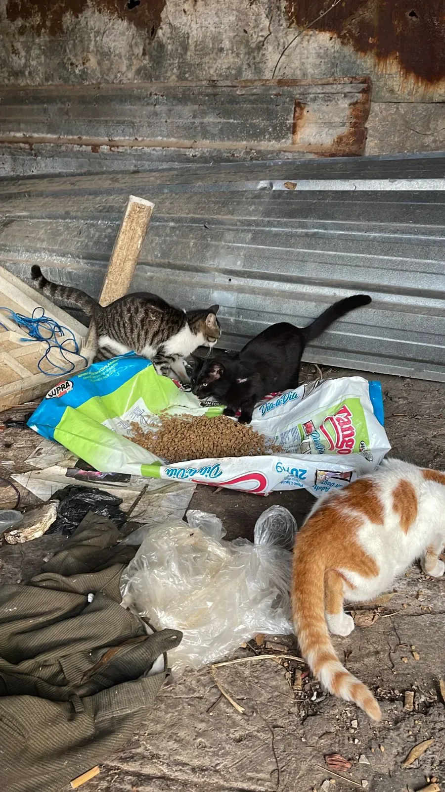 Is it safe to donate crypto for kittens spay-neuter?