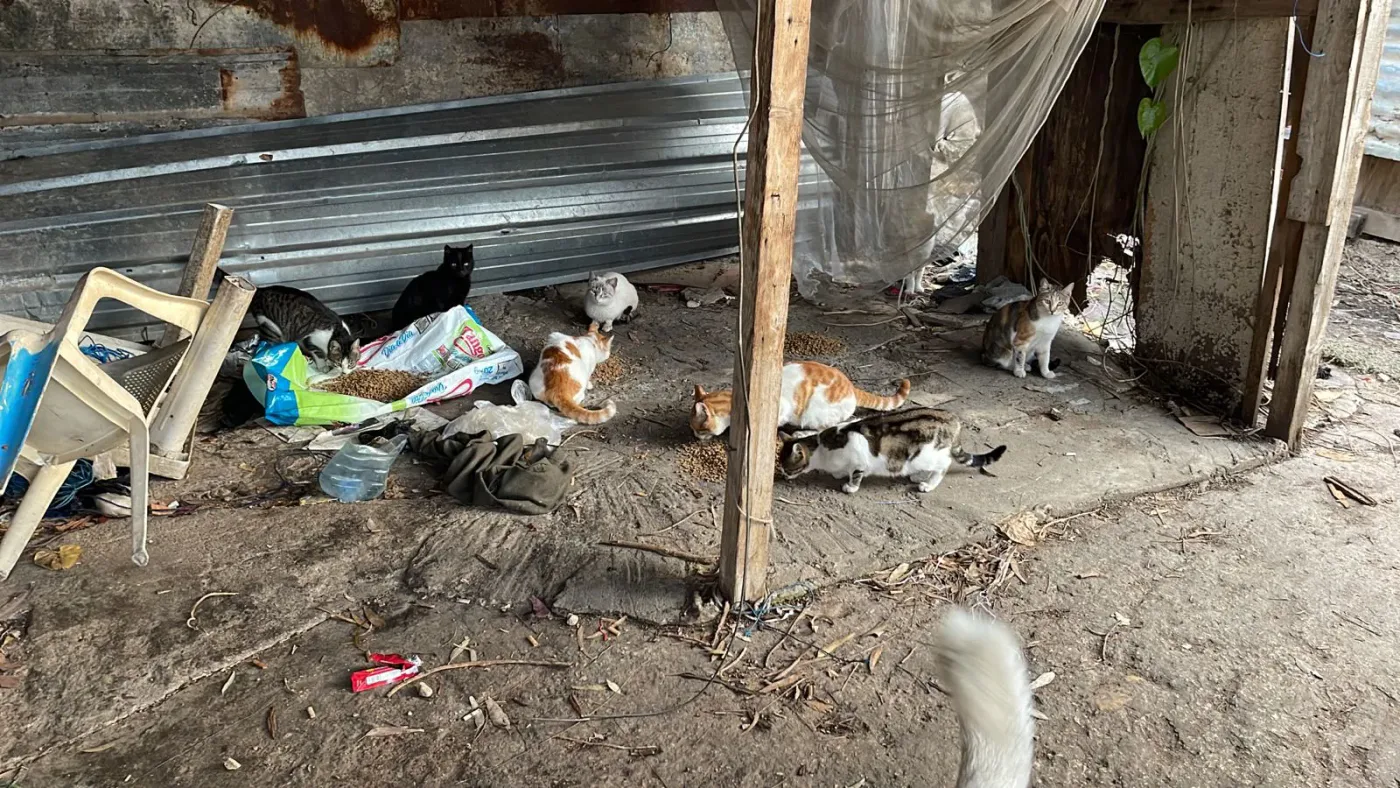 Is it safe to donate TRX for stray cats rescue?