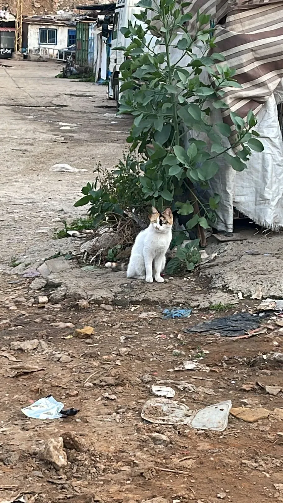 Donate USDC from your phone to injured cats spay-neuter