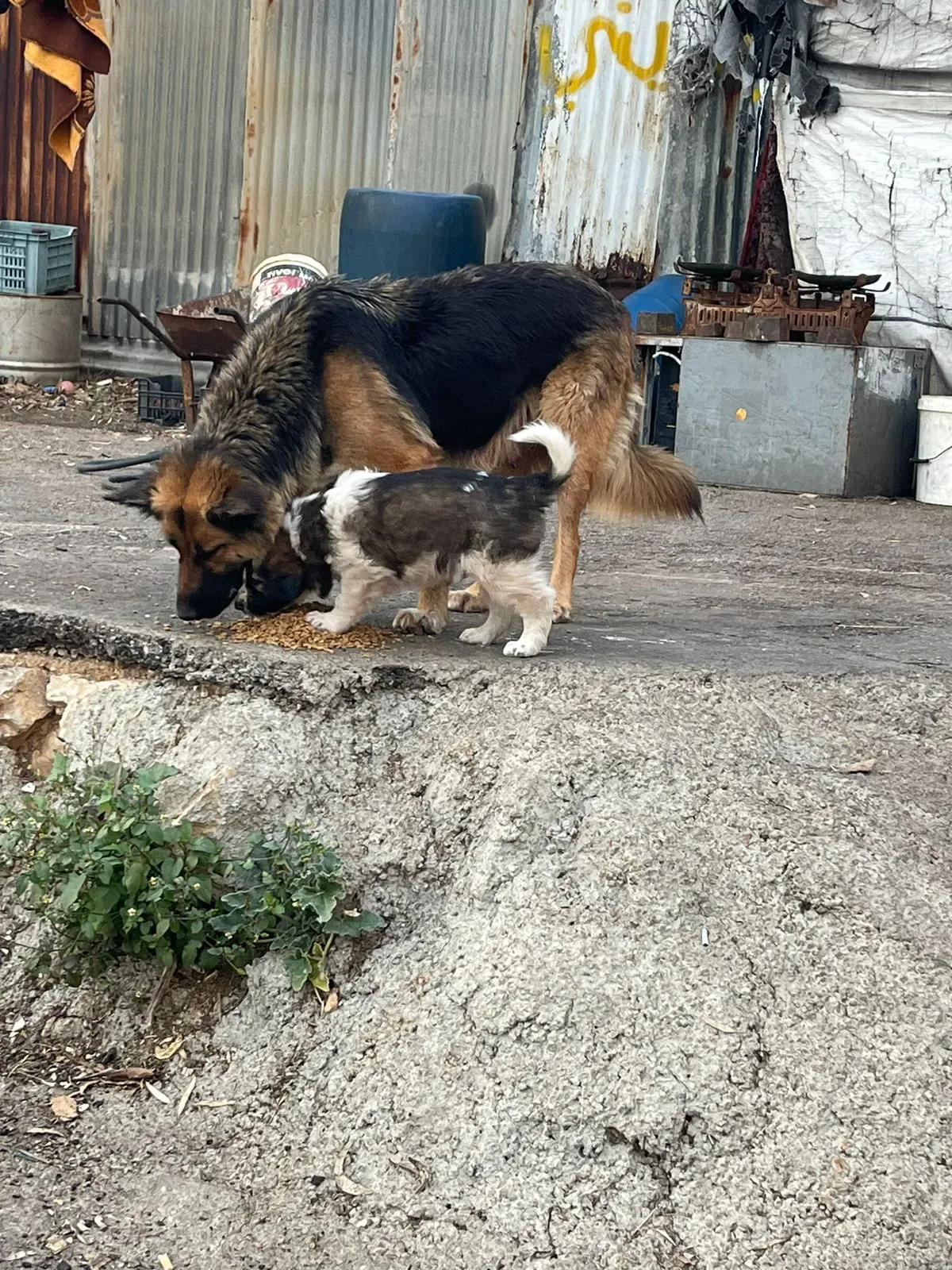 USDC emergency gift for puppies surgery