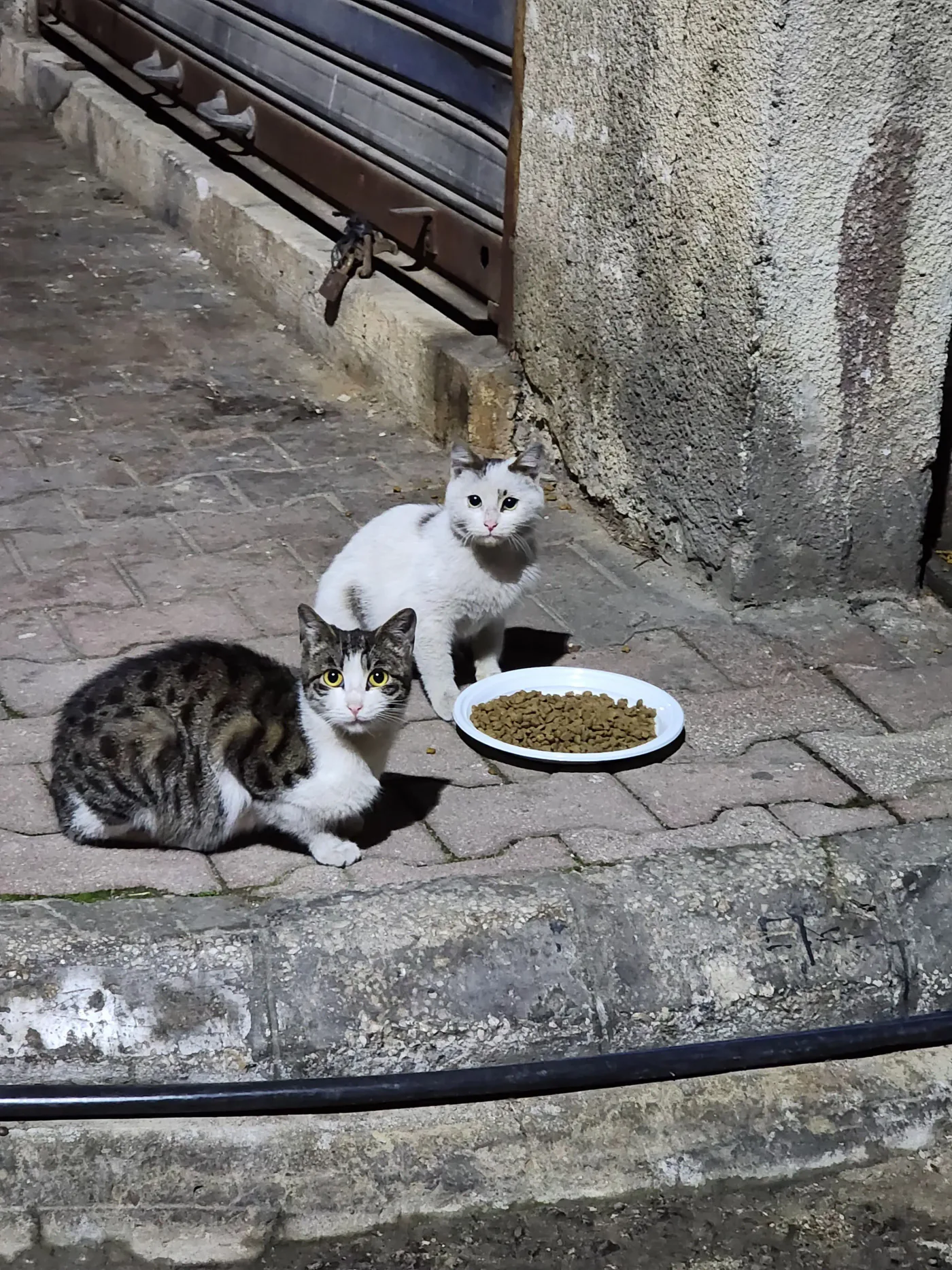 Donate USDT from your phone to injured cats surgery