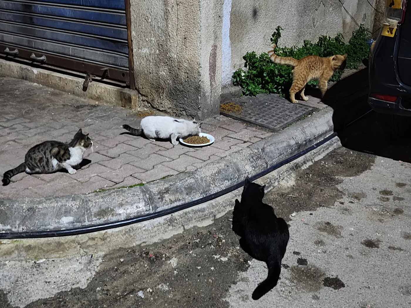 Scan a QR to donate Ethereum to street animals (spay-neuter)