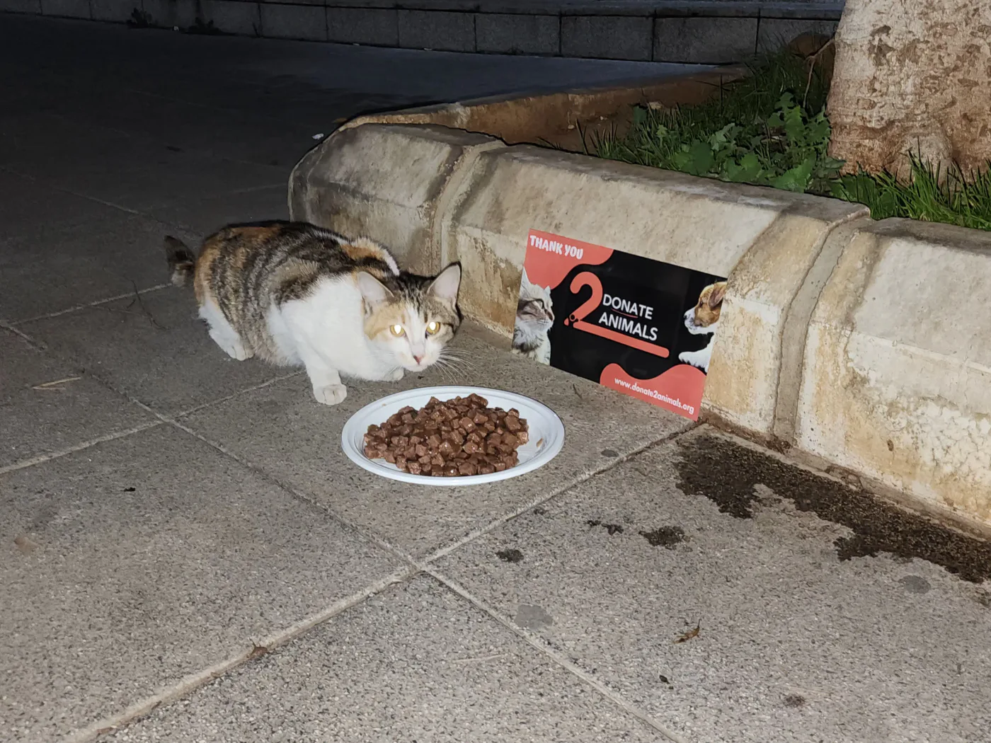 Small Ethereum donation to spay-neuter for injured cats