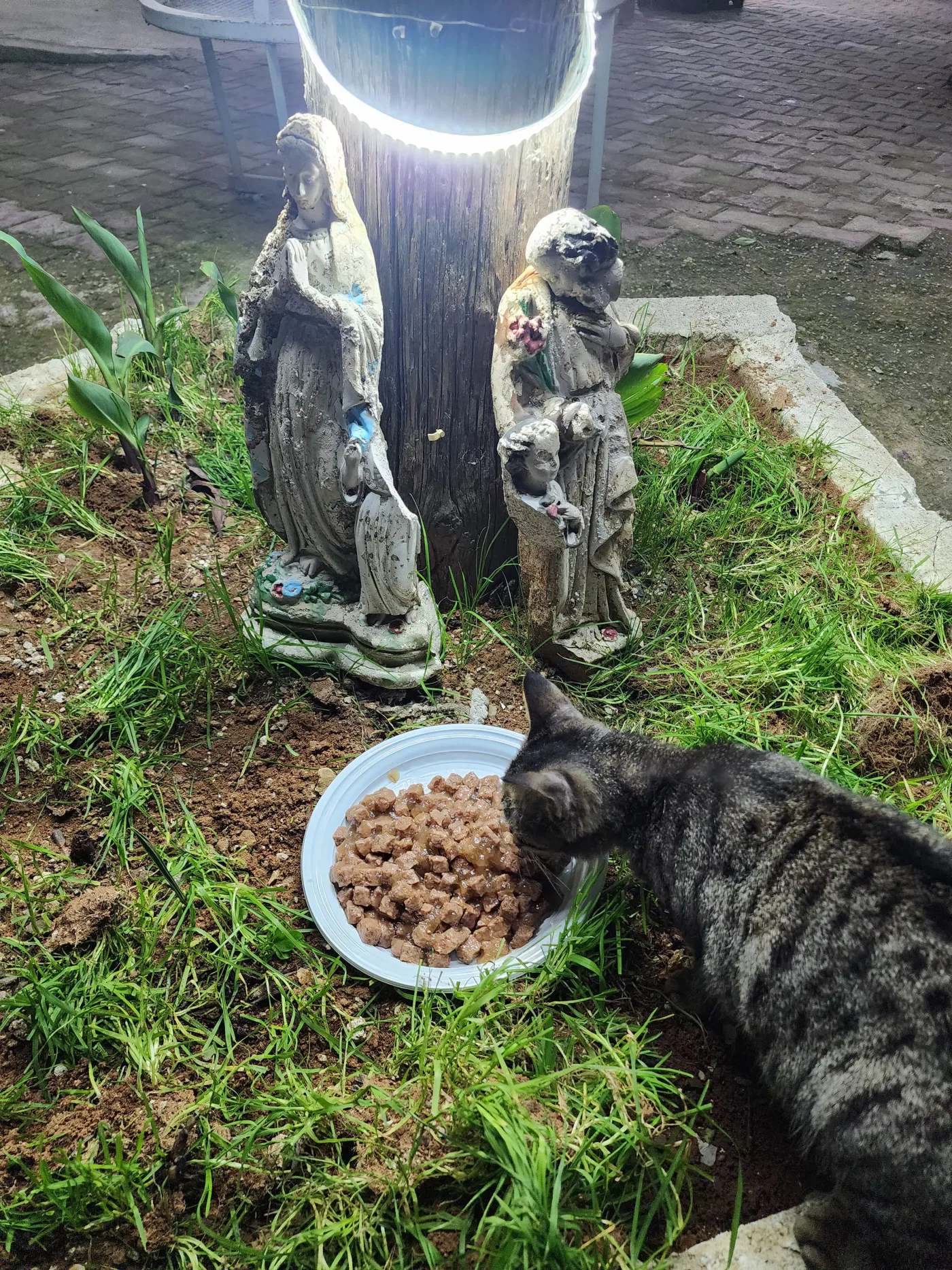 crypto emergency gift for street animals rescue