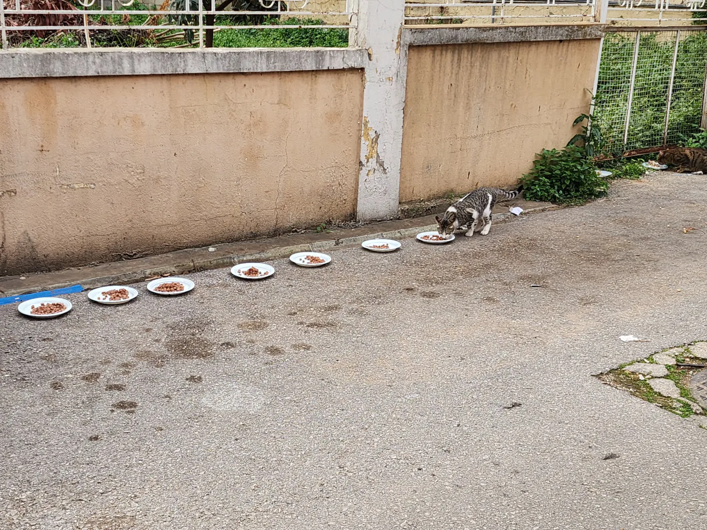 شهري crypto donation for street animals rescue