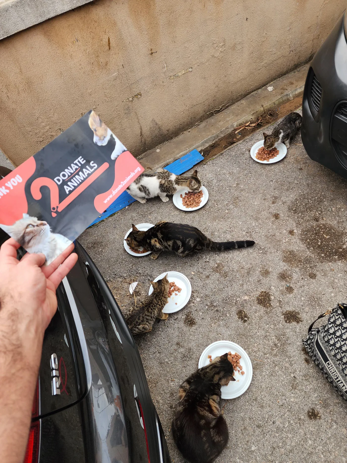 Donate USDC to injured cats feeding from another country