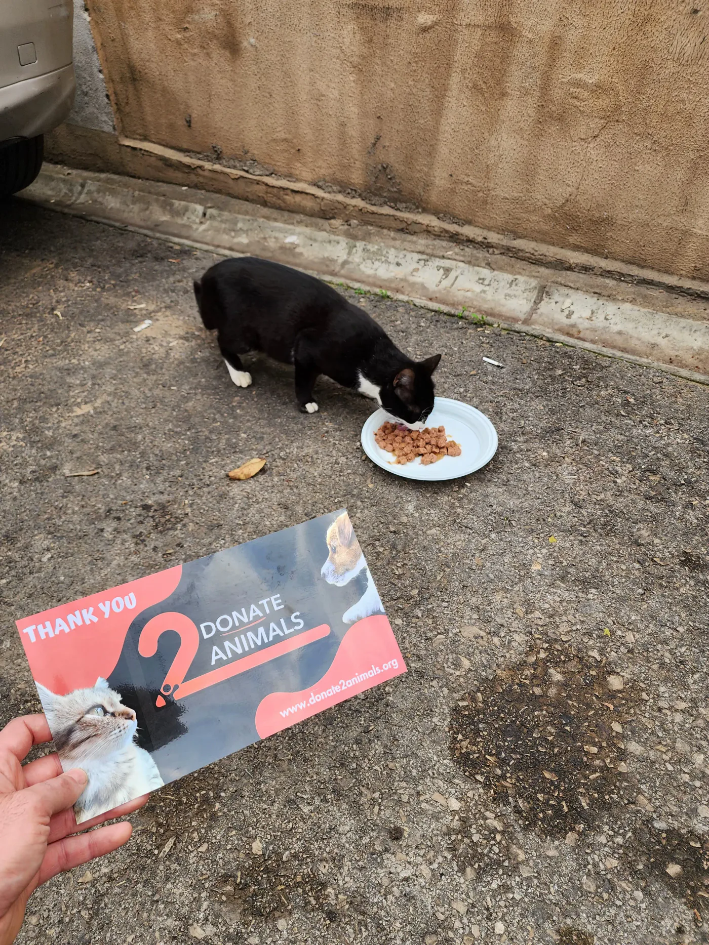 Donate to feed stray cats — field photo