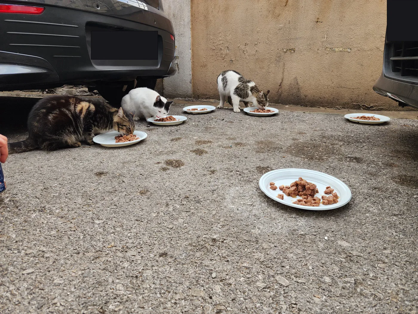Copy the Bitcoin wallet to help street animals with rescue
