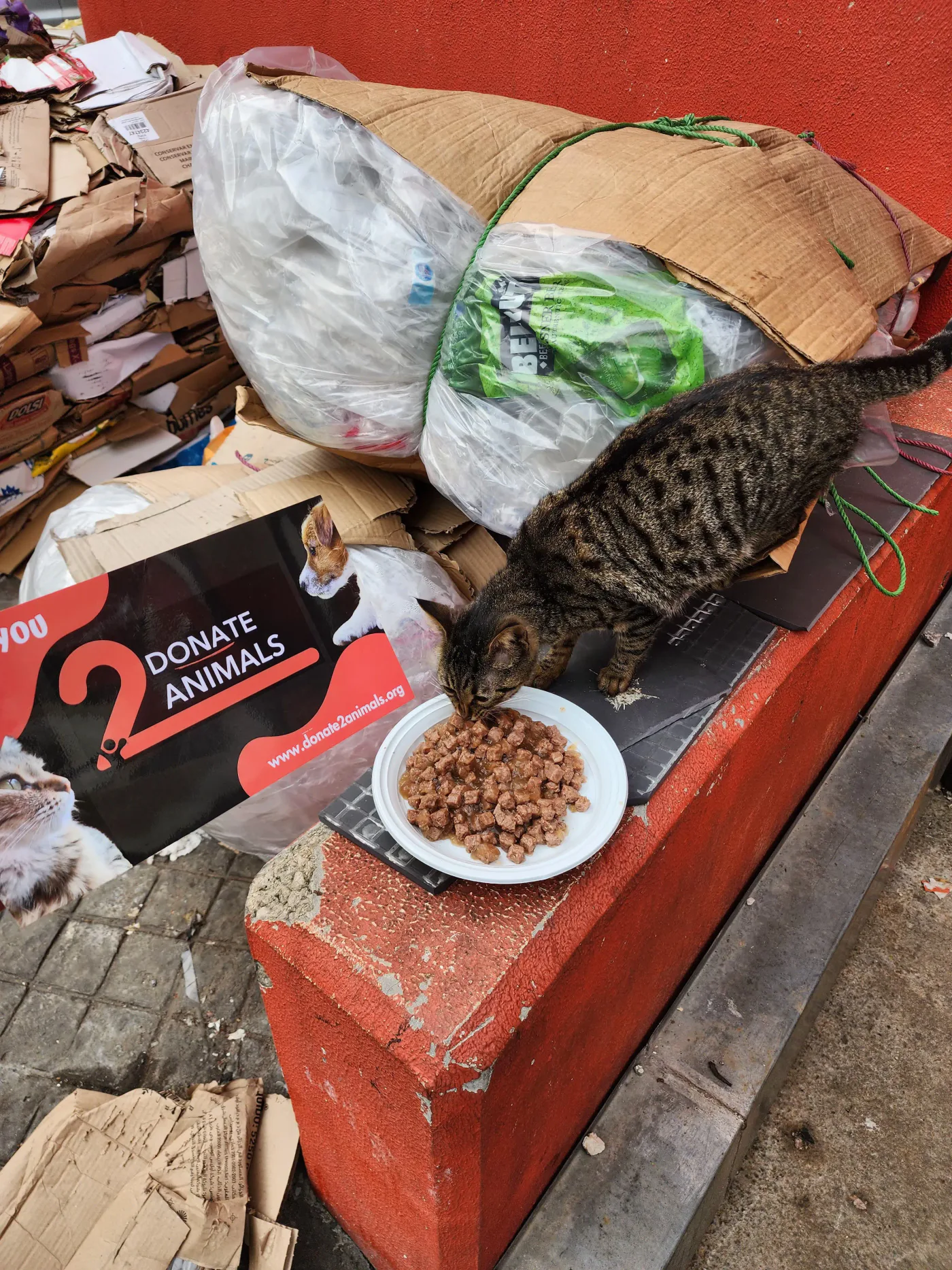 Copy the TRX wallet to help street animals with spay-neuter