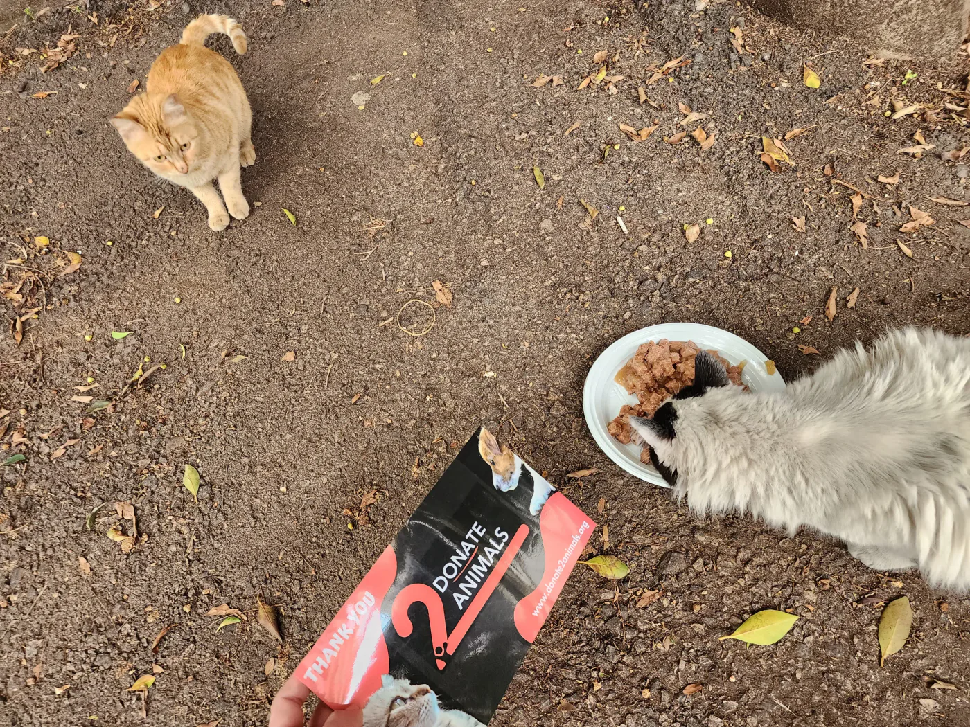 crypto emergency gift for injured cats surgery