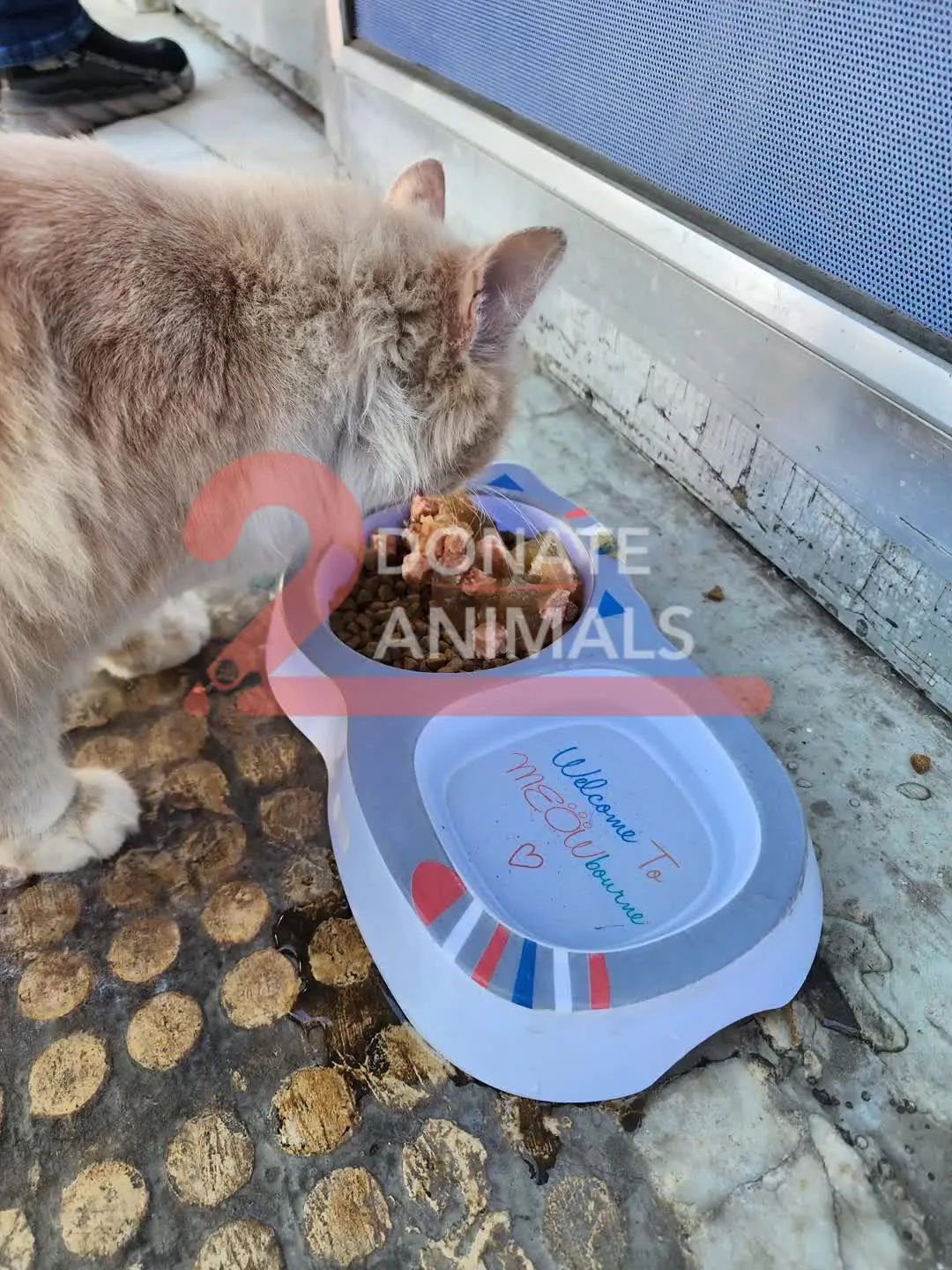 Small Ethereum donation to rescue for stray cats