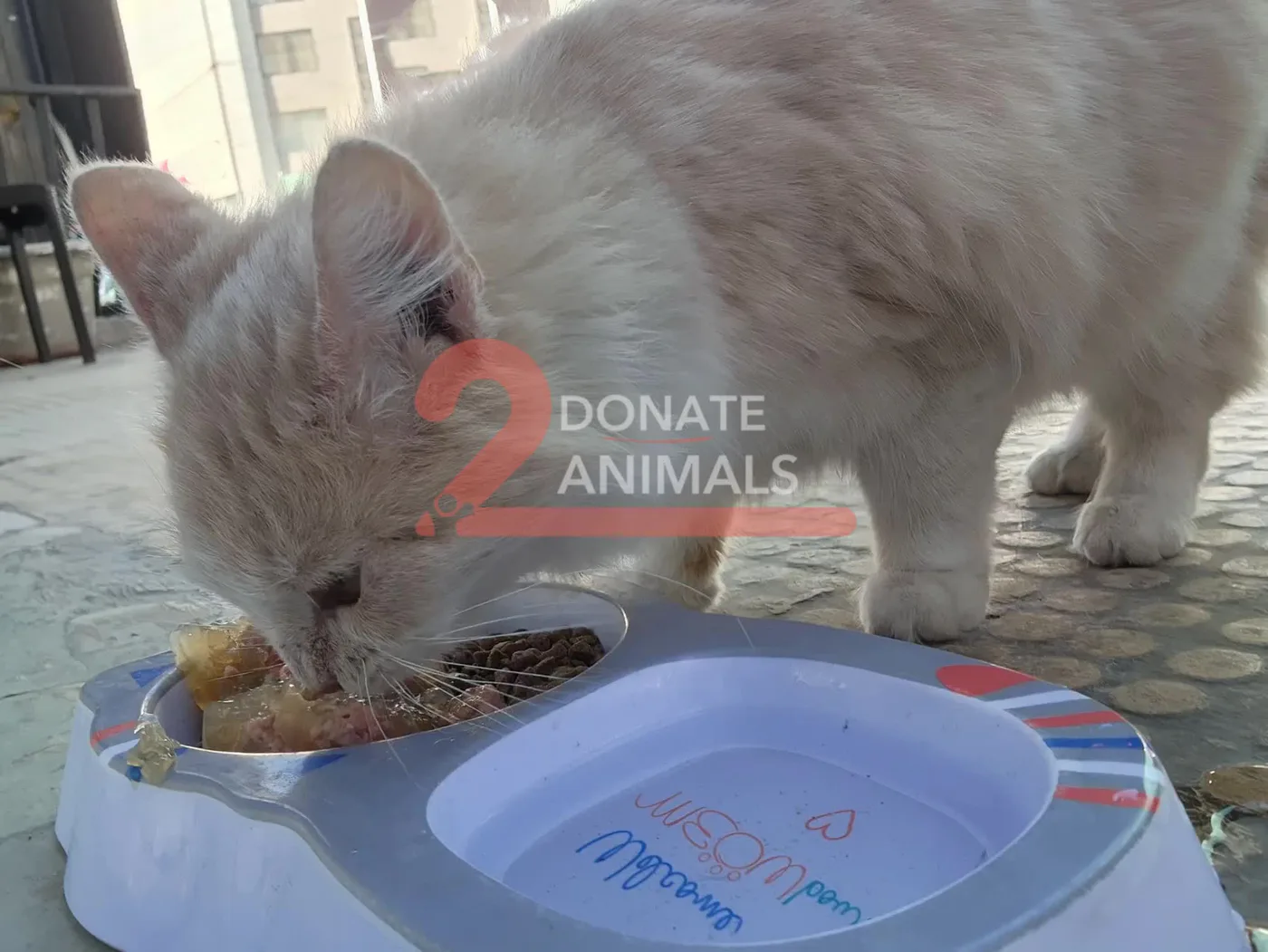 شهري Ethereum donation for street animals feeding
