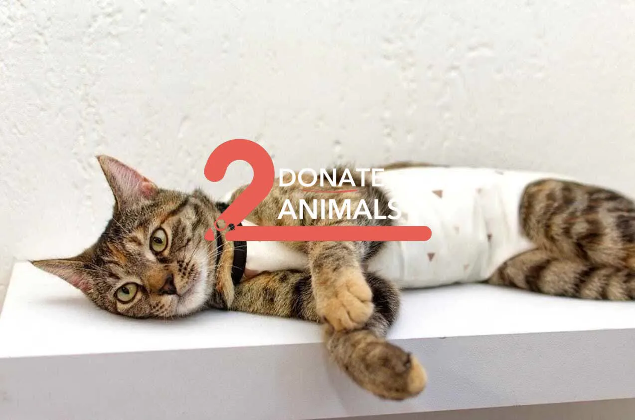 Donate 2Animals — animal in our care