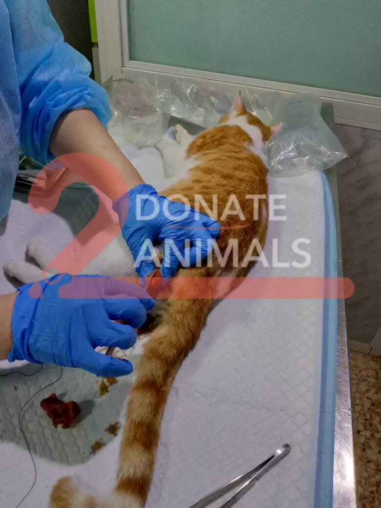 Donate 2Animals — animal in our care