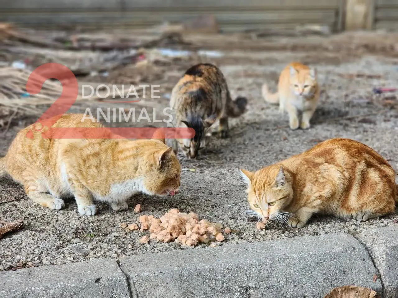 Is it safe to donate Bitcoin for injured cats surgery?