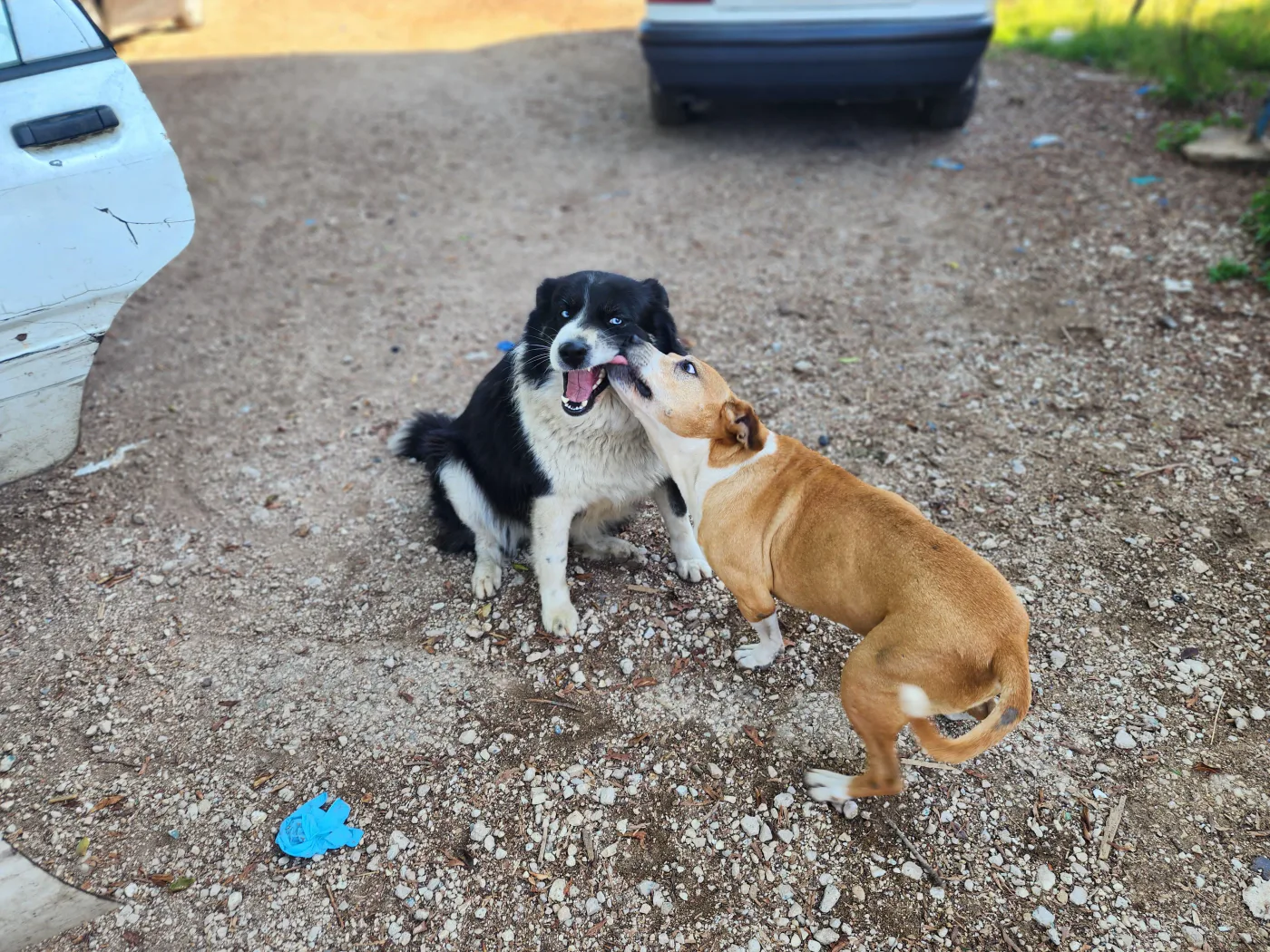 Small TRX donation to surgery for injured dogs