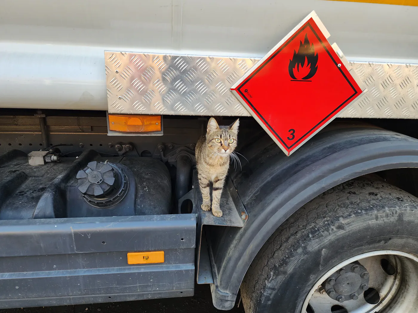 How to donate Bitcoin to spay and neuter campaigns for kittens