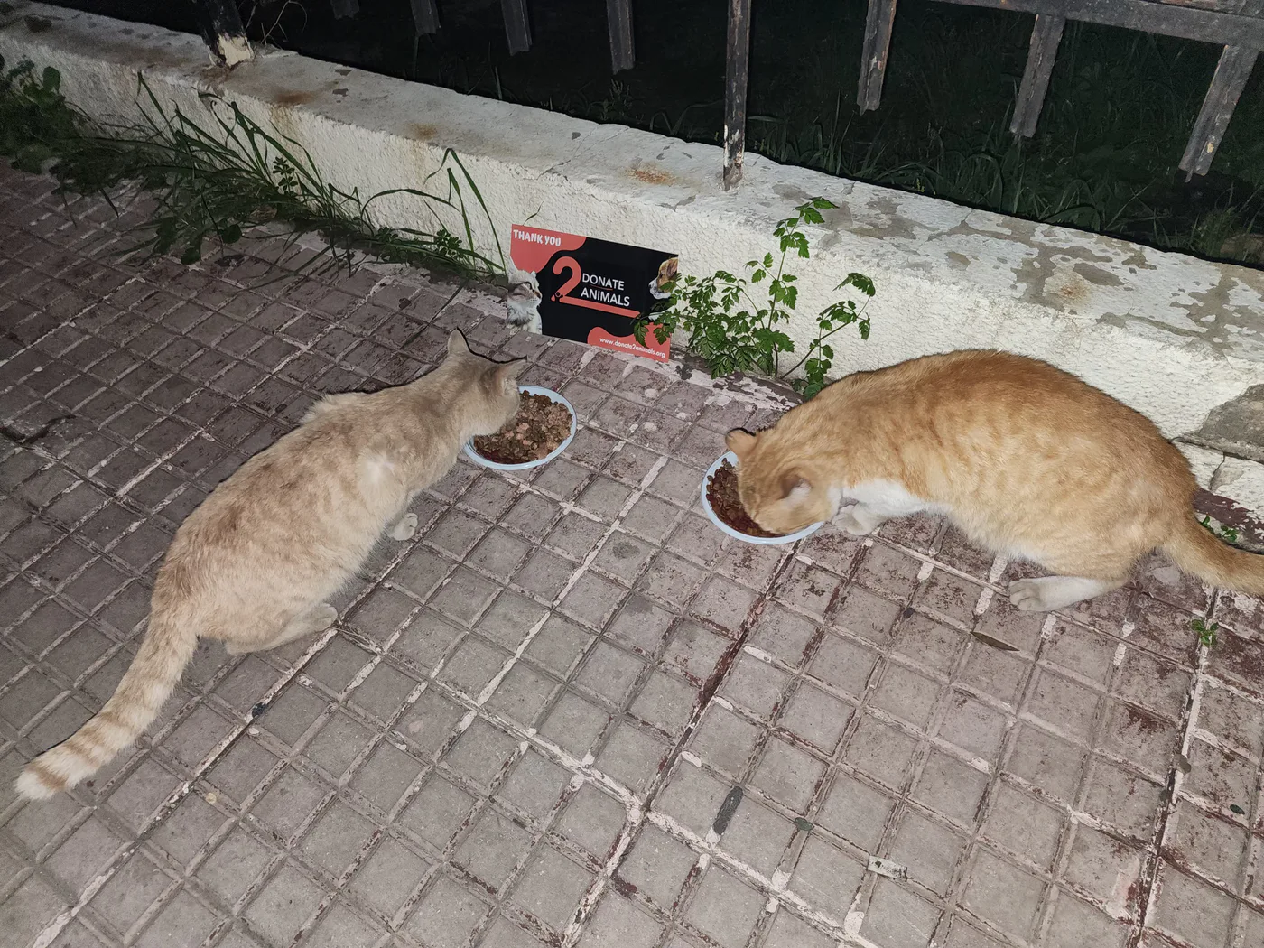 Copy the USDC wallet to help stray cats with spay-neuter