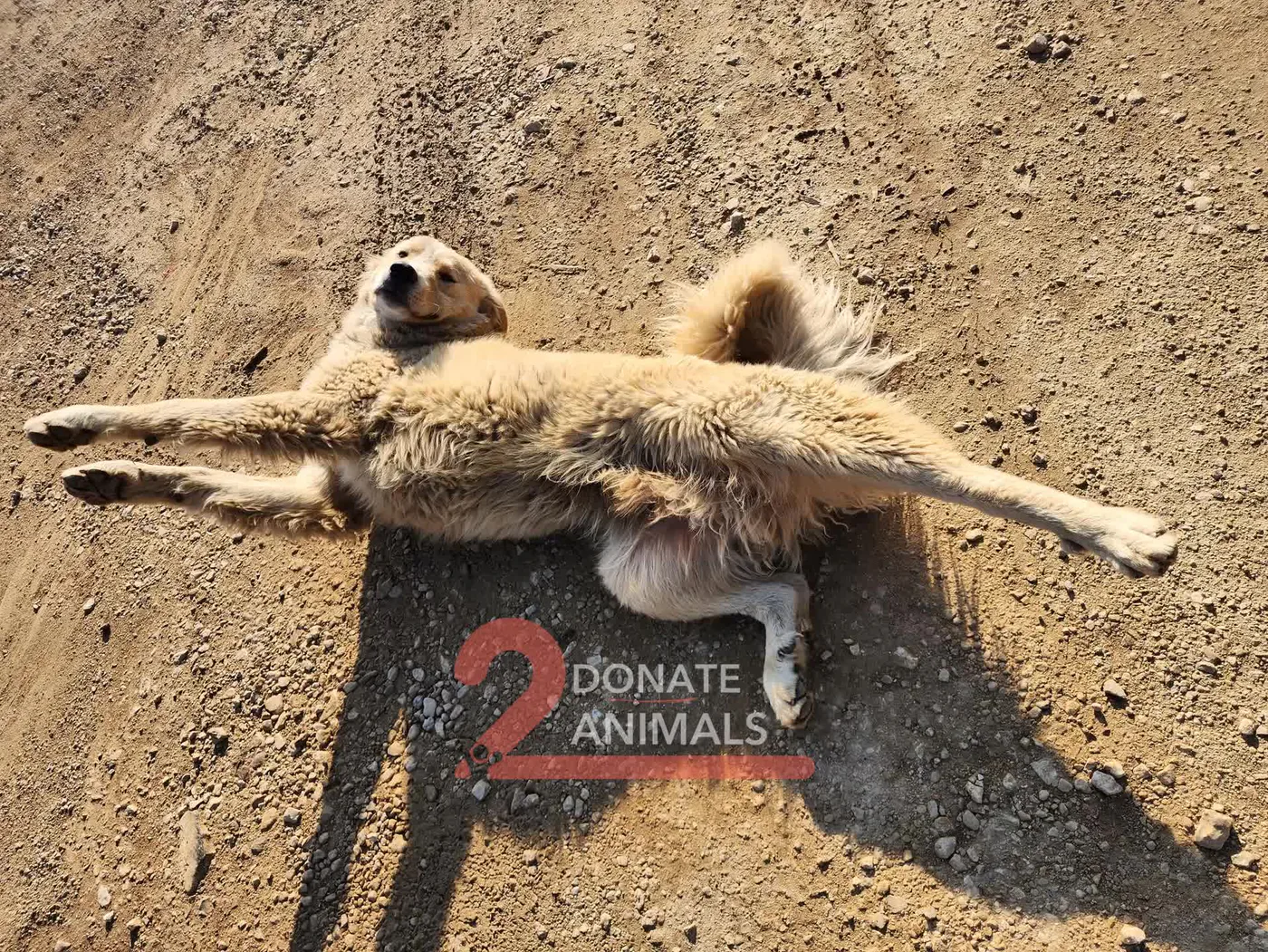 Aylık crypto donation for stray dogs rescue
