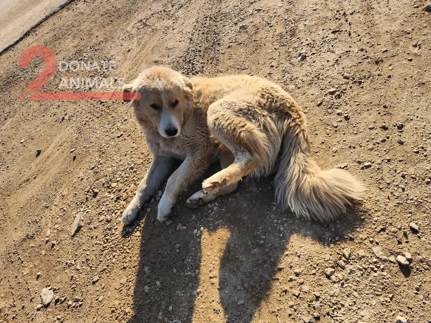 Copy the USDT wallet to help injured dogs with feeding