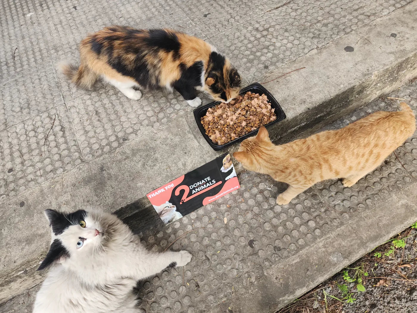 Stray cat or dog helped by donations