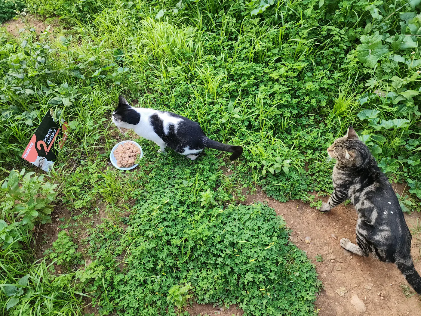 Donate USDC to kittens feeding from another country