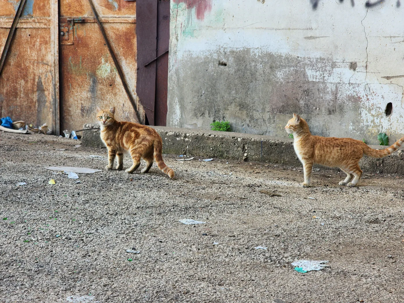 Is it safe to donate USDC for kittens general?