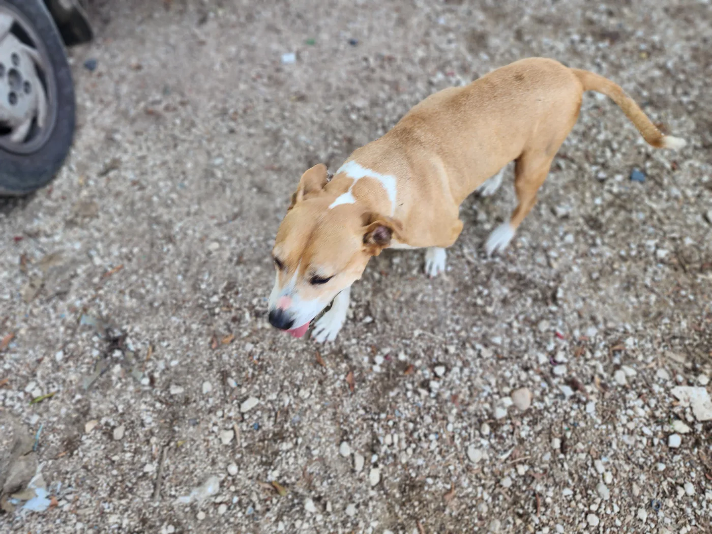 Donate Bitcoin from your phone to stray dogs general