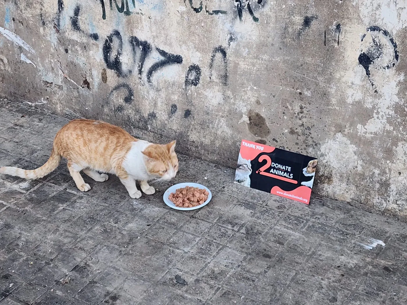 Donate USDT from your phone to street animals rescue