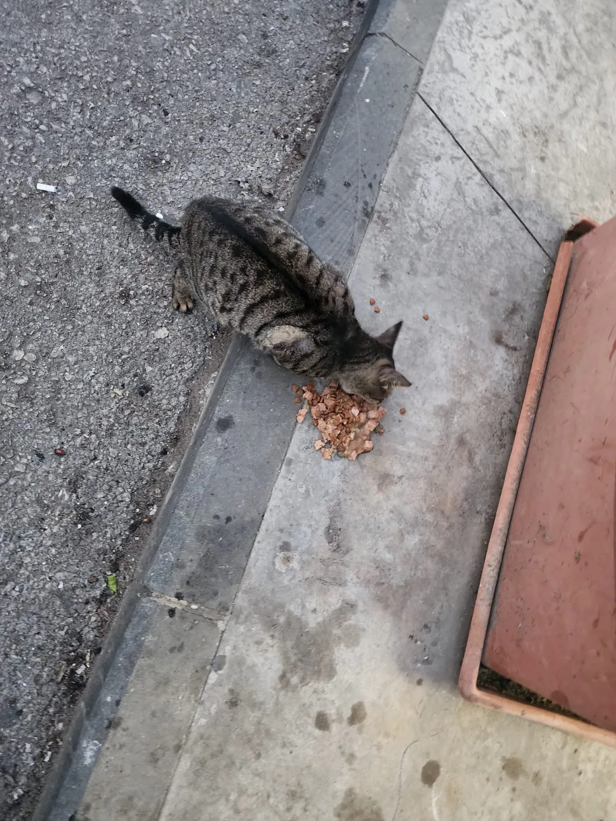 Donate to spay and neuter with crypto — field photo