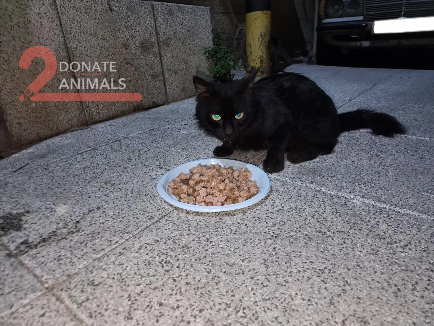 Scan a QR to donate Ethereum to street animals (feeding)