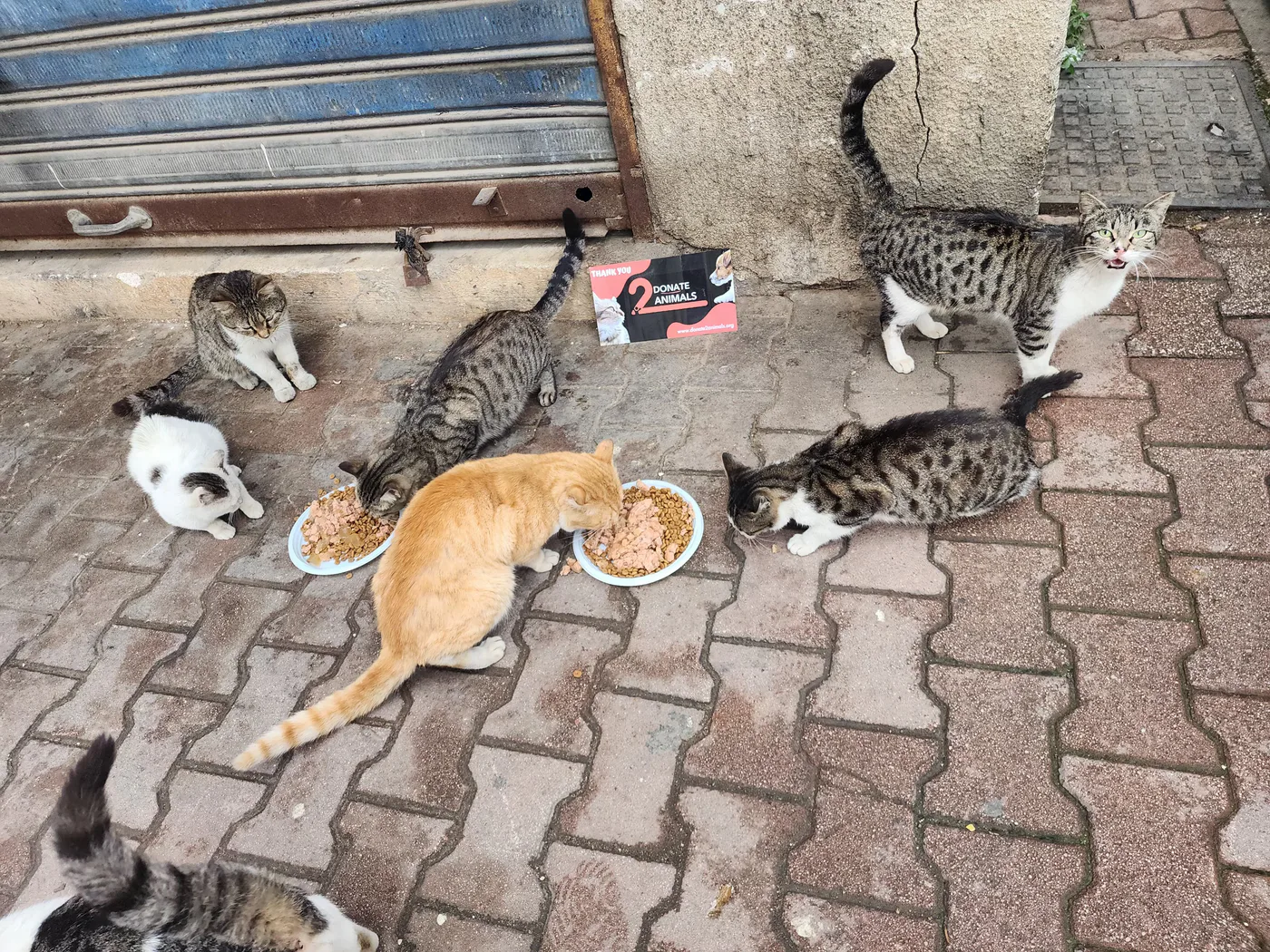 Stray cat or dog helped by donations