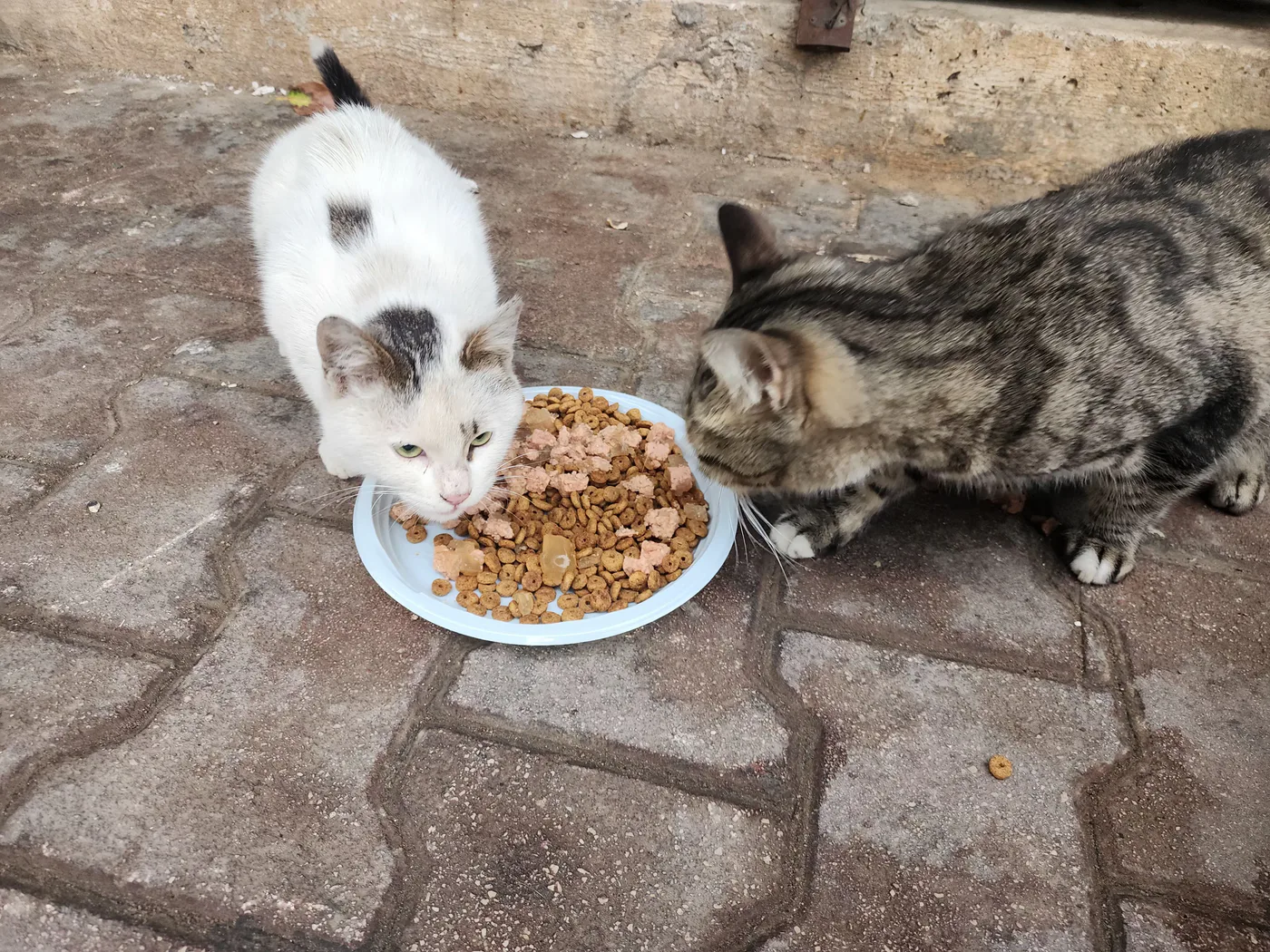 Donate crypto to injured cats surgery from another country